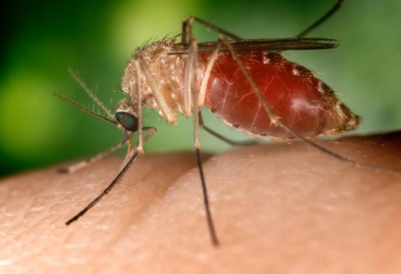Culex quinquefasciatus, uno dei trasmettitori del virus - da wikipedia