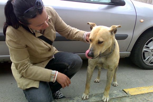 Volontaria che accudisce cane randagio - foto ENPA